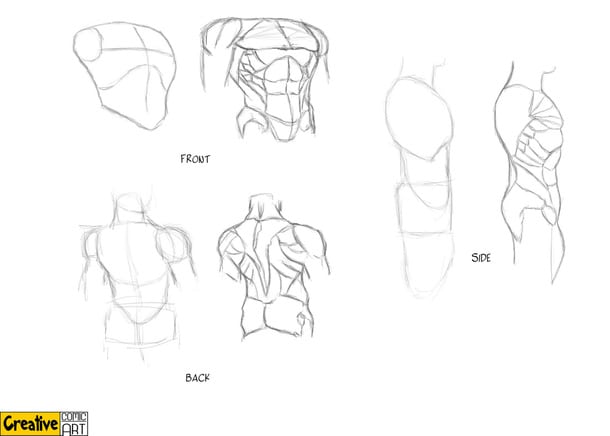 Drawing Basics Body Arms Legs Creative Comic Art Your collarbone, also known as your clavicle, is the 13cm bone resting horizontally across your neck and shoulders. drawing basics body arms legs